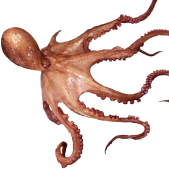 :tako:
